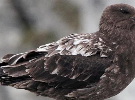 Avustralya'da Kuş Gribi Şüphesi: İlk Vaka Olabilir!