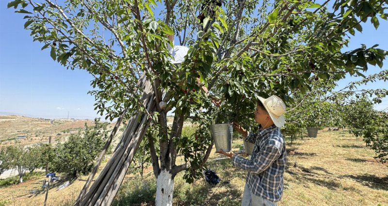 Dalbastı Kirazı Rekoltesi Yükseliyor: Avrupa İle İhracat Yolda