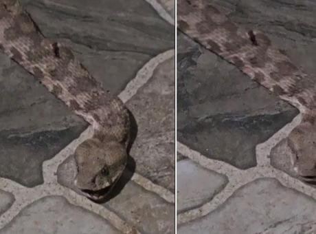 Şırnak'ta Çay İçerken Yılanla Karşılaşan Vatandaş Şok Geçirdi