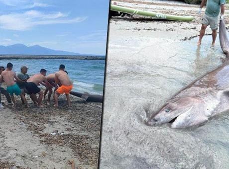 Kuşadası'nda 3.85 Metrelik Boz Camgöz Köpekbalığı Bulundu