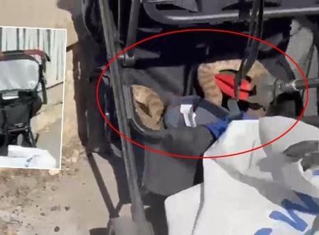 Şanlıurfa'da Bebek Arabasına Düşen Yılan Paniğe Neden Oldu
