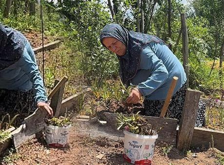 Köyde Salep Orkidesi Üreten Kadın, Fırsatı Yakaladı!