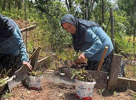 Köyde Salep Orkidesi Üreten Kadın, Fırsatı Yakaladı!