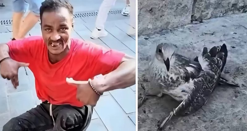 Üsküdar'daki Martı İşkencesinin Faili Kim Çıktı?