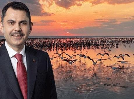 Tuz Gölü'nde Flamingo Yavruları Rekor Kırdı