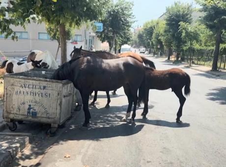 Avcılar'da Yılkı Atları: Tehlikeli Durum ve Çözüm Arayışı