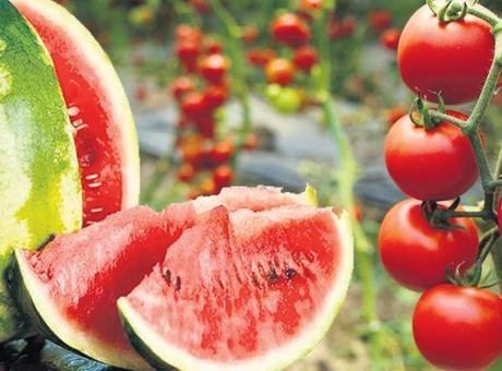 İstanbul'da Karpuz ve Domates Satışları Zirveye Ulaştı