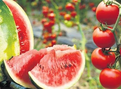 İstanbul'da Karpuz ve Domates Satışları Zirveye Ulaştı