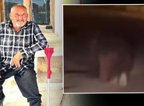 İzmir'de Ayı Saldırısı: Yaşlı Adam Hayatını Kaybetti