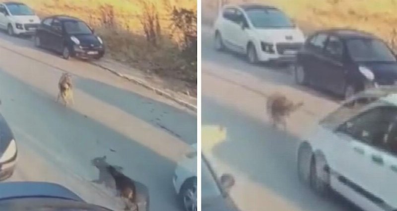Silivri'de Sokak Köpeğini Ezerek Öldüren Sürücü Tutuklandı