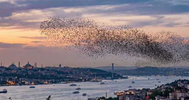 Çekirge Sürüleri İstanbul'a Ulaştı: Tedirgin Edici Görüntüler
