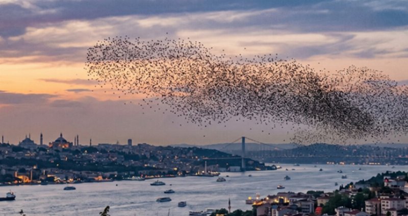 Çekirge Sürüleri İstanbul'a Ulaştı: Tedirgin Edici Görüntüler
