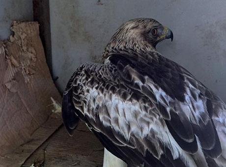 Sivas'ta Yaralı Kartal Yavrusu İçin Polislerden İnsani Yardım