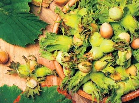 Fındıkta Beklenti: Üreticilerin Fiyat Talebi 300 TL