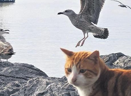 İstanbul'un Martıları: Kedi Maması ile Şehirde Hayat Buluyorlar