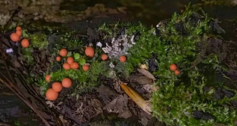 Ukrayna Ormanlarında Sıradışı Pembe Yaratıklar Keşfedildi