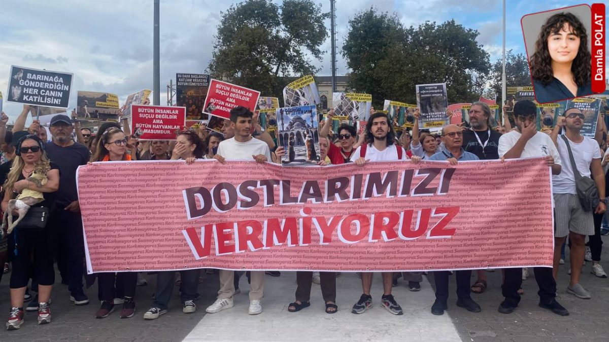 Hayvan Hakları İhlalleri İstanbul'da Artıyor