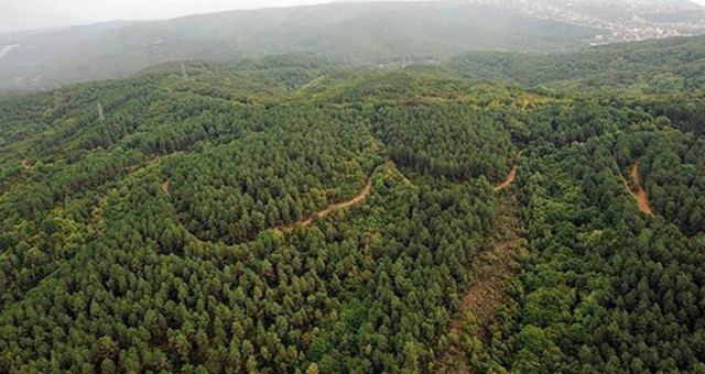İstanbul ve Ankara da dahil 27 ilde orman alanları düzenleniyor