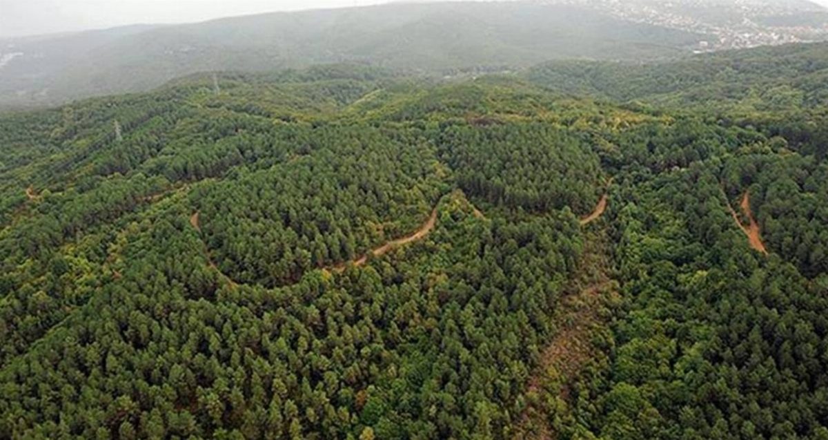 İstanbul ve Ankara da dahil 27 ilde orman alanları düzenleniyor