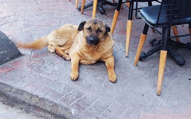 İçişleri Bakanı: İstanbul'da sokakta yaşayan köpekler toplanıyor