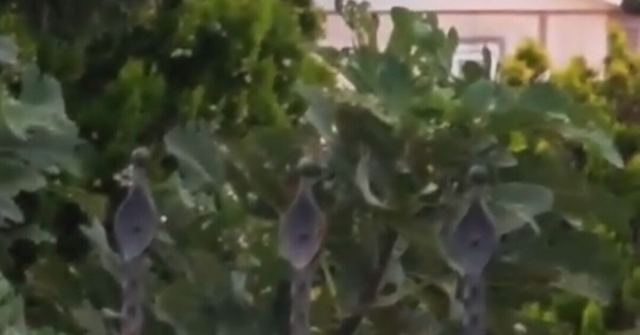 Karasu'da elektrik akımına kapılan Vahit Abdülhakim hayatını kaybetti