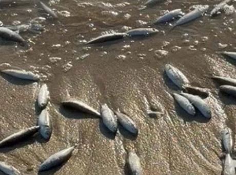 Muğla'da Korkutan Balık Ölümleri: İnceleme Başlatıldı