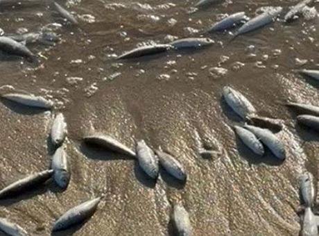 Muğla'da Korkutan Balık Ölümleri: İnceleme Başlatıldı