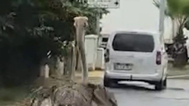 Şile'de deve kuşu trafiği durma noktasına getirdi
