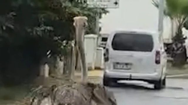 Şile'de deve kuşu trafiği durma noktasına getirdi