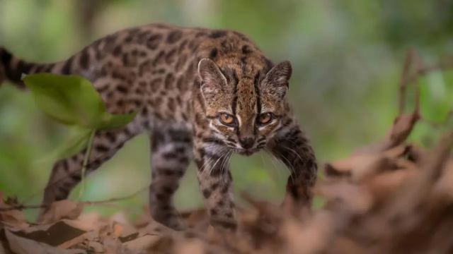 Bolivya Ormanlarında Yeni Kedi Türü Tilcayo Keşfedildi