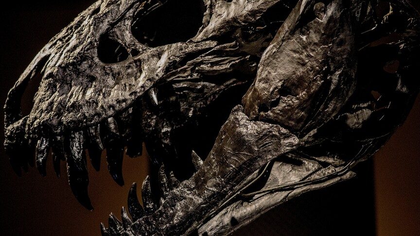 T-rex'in vücut ısısı insanlarınkine benzer ölçüde belirlendi