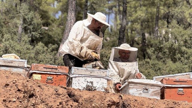 Muğla'da Arıcılar Çam Balı Rekoltesinden Memnuniyet Duyuyor