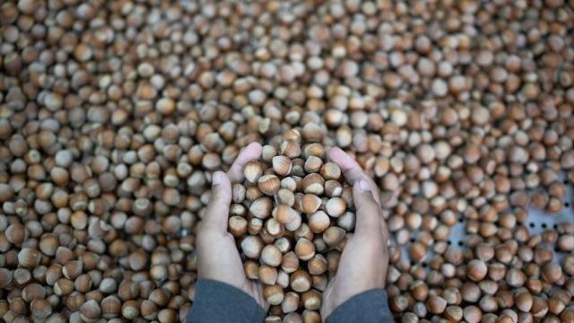 Fındıkta Ideal Nem Oranı Raf Ömrünü Uzatıyor