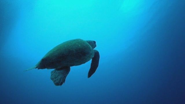 Ceylan, Neum Su Altı Film Festivali'nde Büyük Ödül'ü kazandı