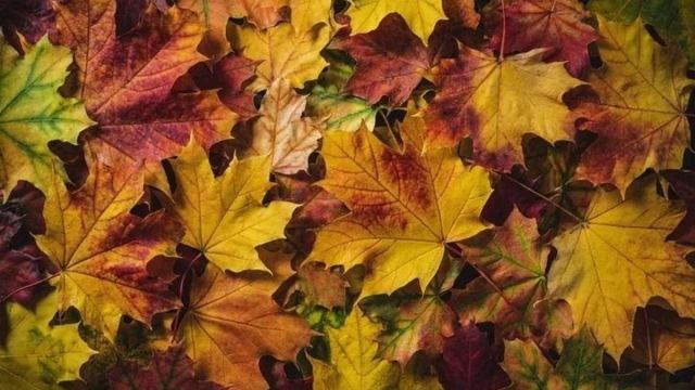 Pastırma Sıcakları Ekim ve Kasım Aylarında Başlayacak