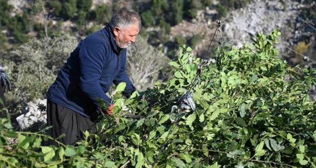 Defne Yaprağına Çin İlgisi Artıyor