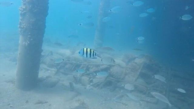 Antalya Körfezi'nde Tropik Çizgili Papaz Balığı Görüntülendi