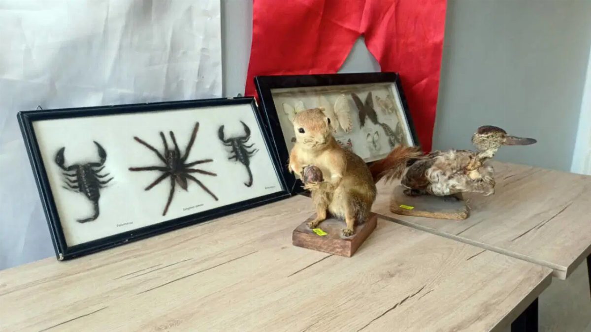 Aksaray'da iş yerinde tahnit hayvan satışı yapan kişi yakalandı