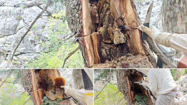 Toros Dağları'nda Arı Avcılığı: Doğal Bal Üretimi