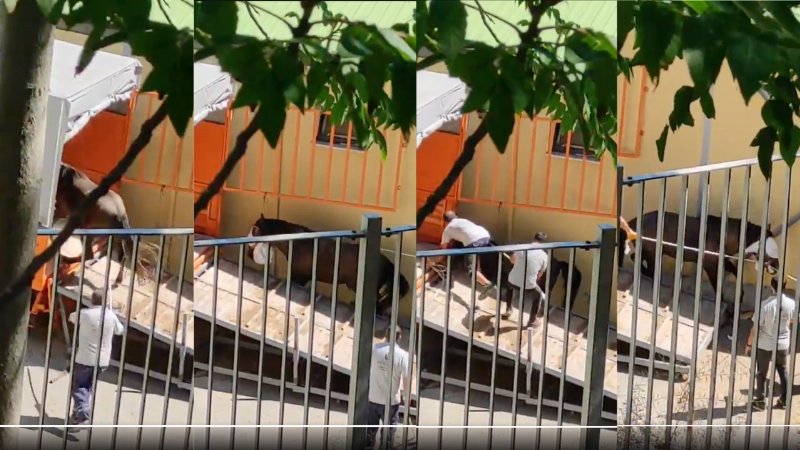 Büyükada'dan Kastamonu'ya Giden Atlar İçin Dava Açıldı