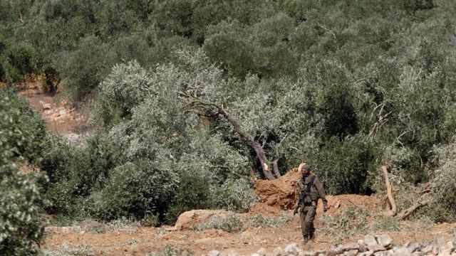 İsrail, Batı Şeria'da Zeytin Ağaçlarını Sökerek Baskı Yapıyor