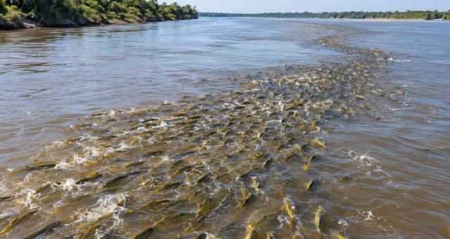 Balık Sürüleri Parana Nehri'nde İlerliyor, Av Yasağı Değişiyor