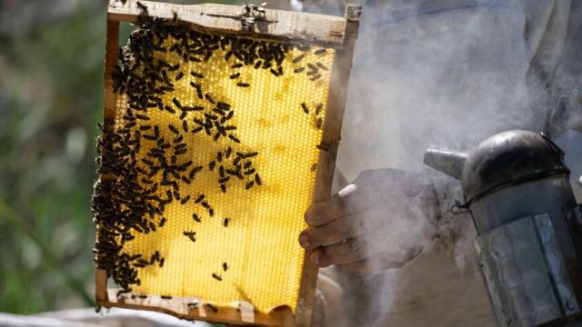 Arıcılar, bal fiyatlarındaki farkın azaltılmasını talep ediyor