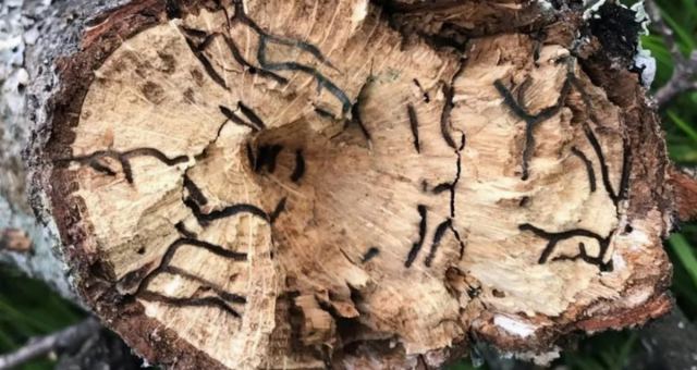 Türkiye'de Ağaçları Yok Eden Zararlı Böcek Tehdidi Artıyor
