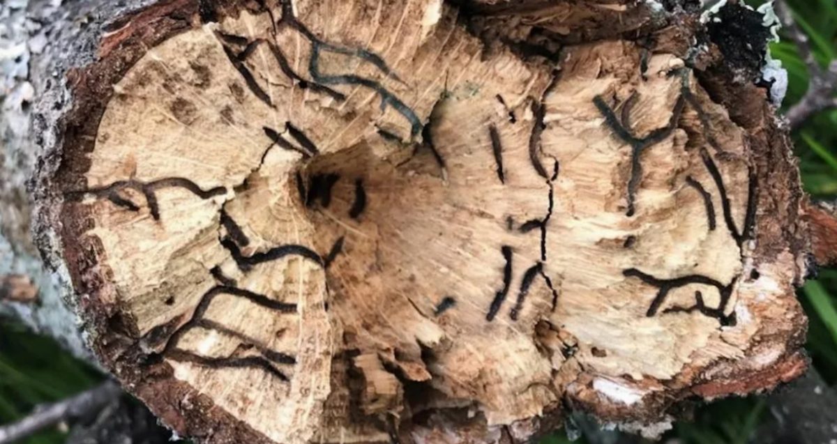 Türkiye'de Ağaçları Yok Eden Zararlı Böcek Tehdidi Artıyor
