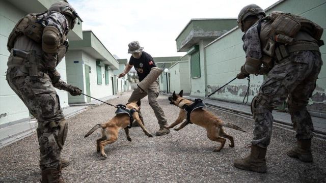 Özel Harekat Köpekleri İstanbul'daki Operasyonlarda Başarı Sağlıyor