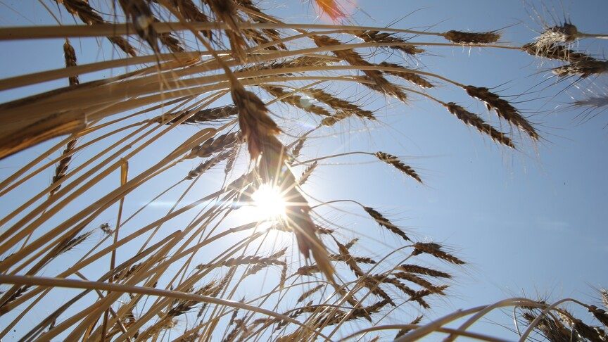 Tarım Arazilerinin Kiralanması İçin 5 Soru ve Cevap
