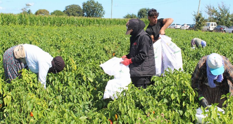 Bafra Kapya Biberi: Ekonomiye 4 Milyar Lira Katkı Sağlıyor