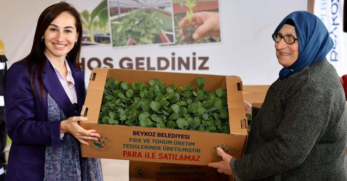 Beykoz'da çiftçilere kışlık fide desteği sağlanıyor