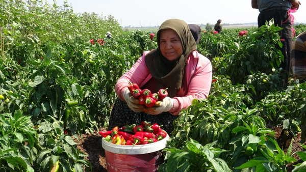 Bafra Ovası'nda Kapya Biber Hasadı Başladı